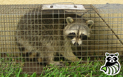 Friendly trapping
